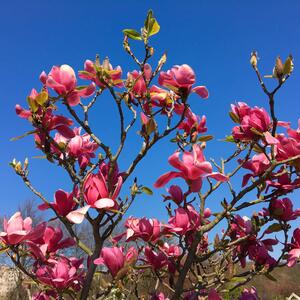 Magnolia denudata Vulcan