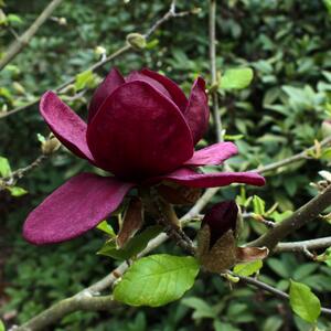 Magnolia 'Genie'
