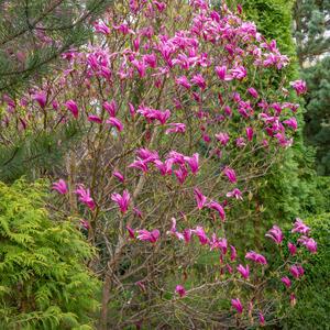 Magnolia 'Susan'
