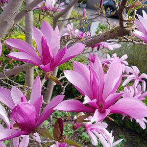 Magnolia 'Susan'