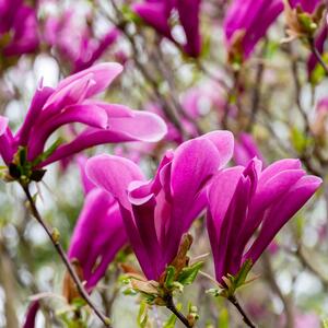 Magnolia 'Susan'
