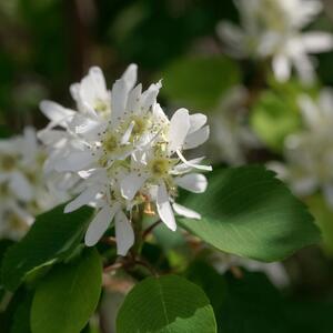 Amelanchier alnifolia Aroma