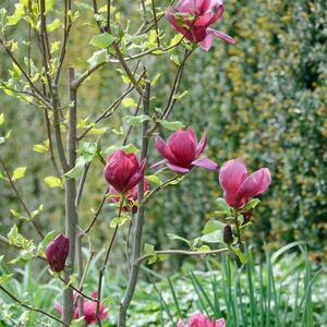 Magnolia 'Genie'