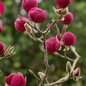 Magnolia 'Genie'