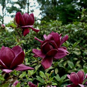 Magnolia 'Genie'