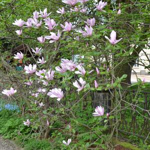 Magnolia stellata 'George Henry Kern'