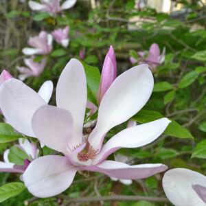 Magnolia stellata 'George Henry Kern'