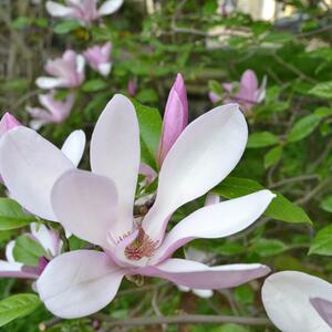 Magnolia stellata George Henry Kern