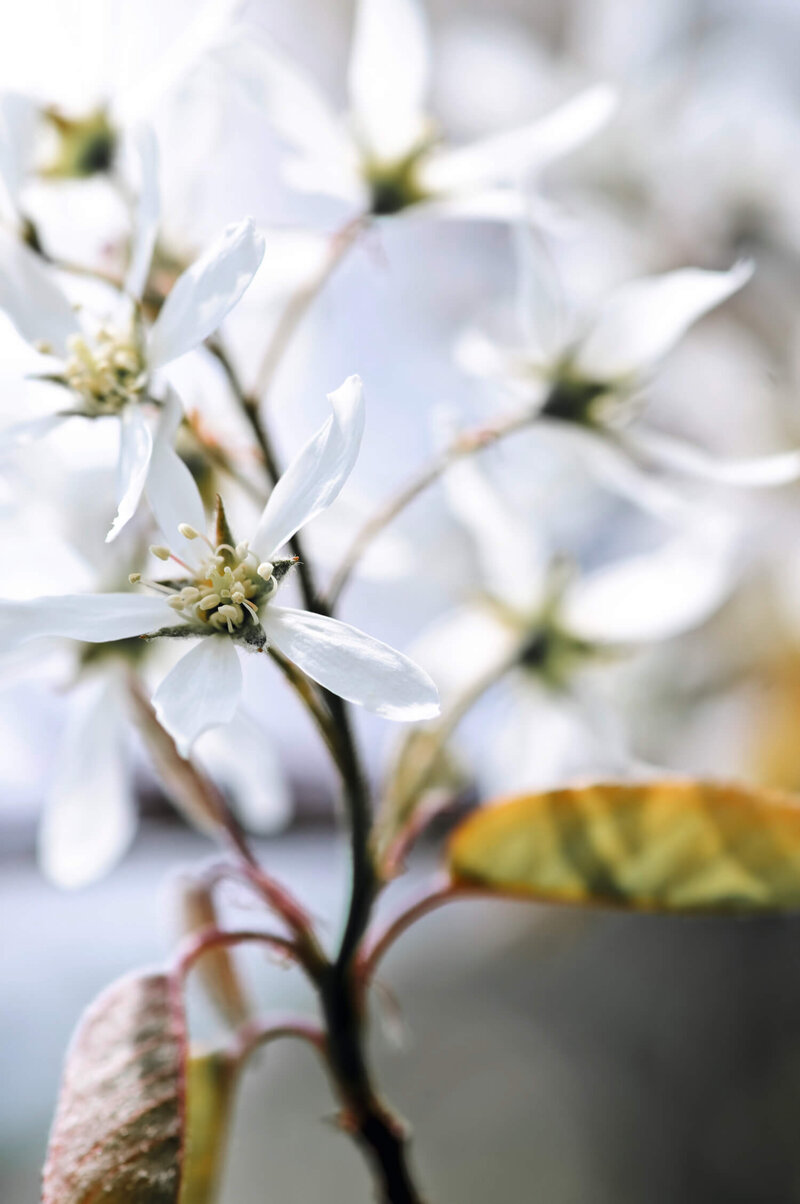Amelanchier alnifolia Obelisk