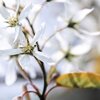 Amelanchier alnifolia Obelisk