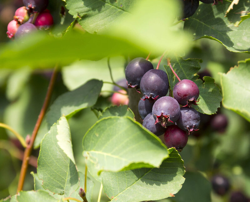 Amelanchier alnifolia Obelisk