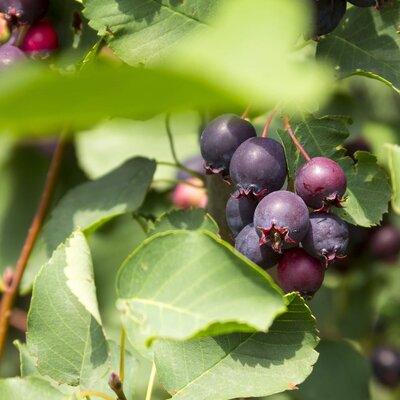 Amelanchier alnifolia Obelisk