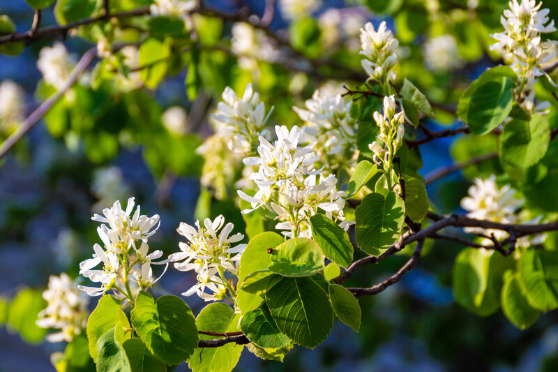 Amelanchier alnifolia Obelisk