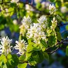 Amelanchier alnifolia Obelisk