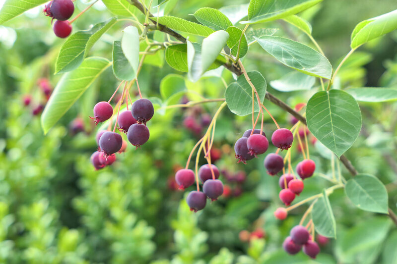 Amelanchier alnifolia Obelisk