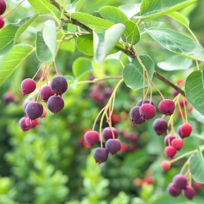 Amelanchier alnifolia Obelisk