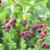 Amelanchier alnifolia Obelisk