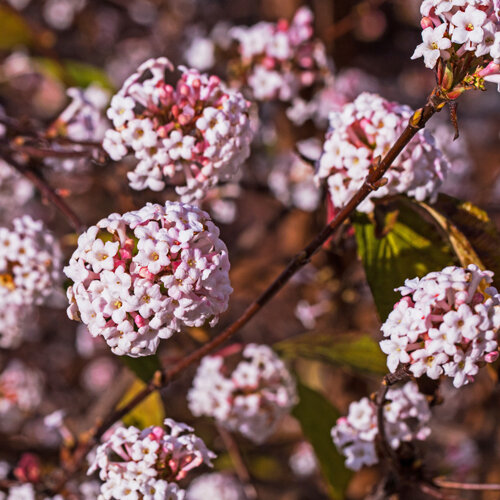 Viburnum bodnantense Dawn