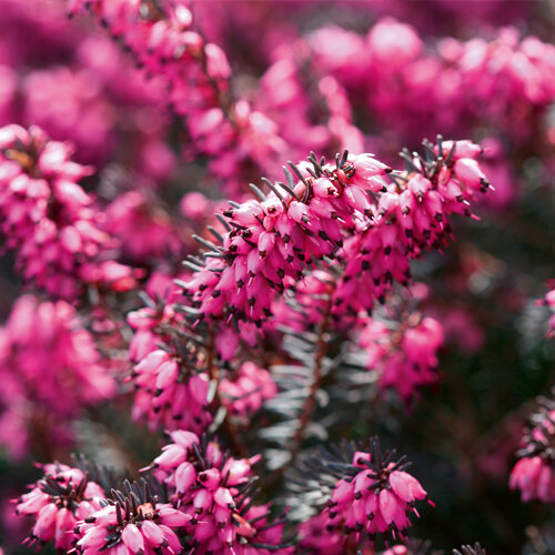 Erica darleyensis