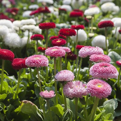 Bellis perennis