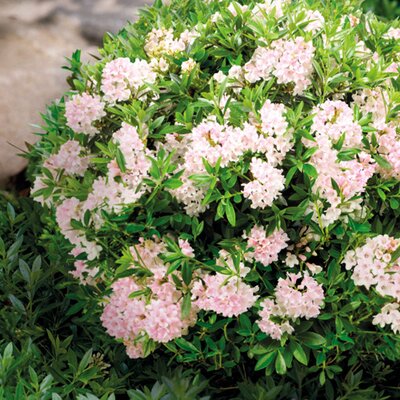 Rhododendron 'Bloombux®'