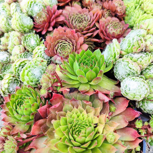 Sempervivum