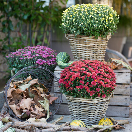 Chrysanthemum multiflora - Hybriden