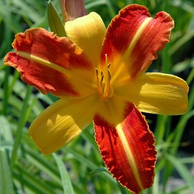 Hemerocallis x cultorum Frans Hals