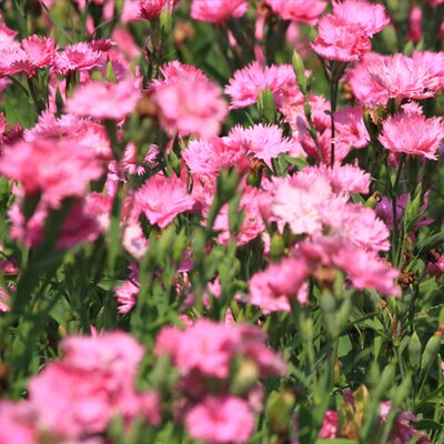 Dianthus caryophyllus