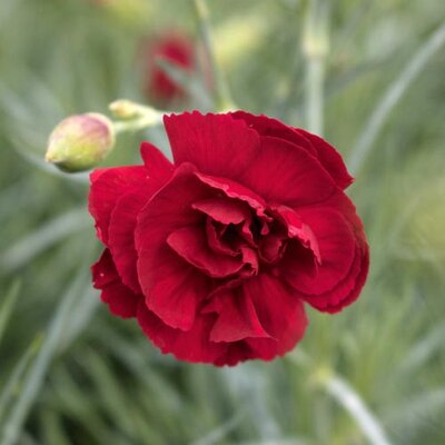 Dianthus Plumarius - Hybriden Desmond
